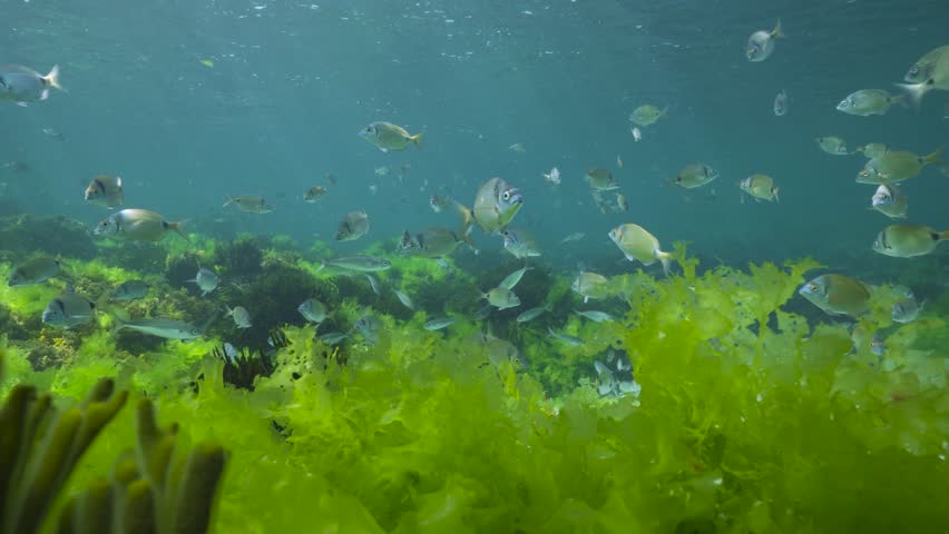 Shoal of fish with green seaweed underwater in the Atlantic ocean (Diplodus vulgaris and Boops boops fish with Ulva lactuca and Codium tomentosum algae), natural scene, Spain, Galicia Royalty-Free Stock Footage #1106286257