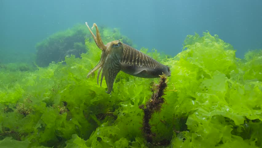 A cuttlefish (Sepia officinalis) underwater with sea lettuce algae (Ulva lactuca), Atlantic ocean, natural scene, Spain, Galicia Royalty-Free Stock Footage #1106286261