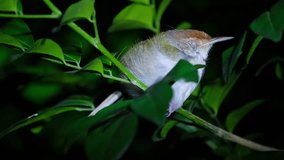Closing its eye then opens it while roosting on a small branch, Common Tailorbird Orthotomus sutorius, Thailand - Powered by Shutterstock - Get 15% off with code: PIKWIZARD15