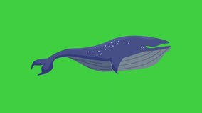 Swimming Whale animation isolated on green screen, Seamless loop 4k video, 3D Animation, Ultra High Definition, 4k video