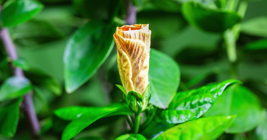 A hibiscus flower blooms. The bud opens and blooms into a large orange yellow flower. Time lapse of a blooming hibiscus flower. Detailed macro time lapse of a blooming summer flower. Hibiscus bloom Royalty-Free Stock Footage #1106293965