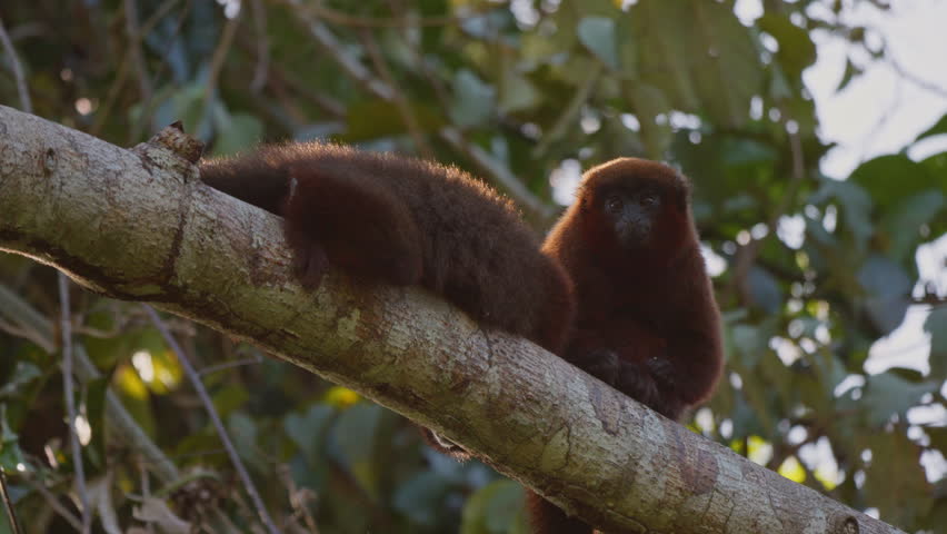 Titi monkeys on a branch in the Amazon rainforest