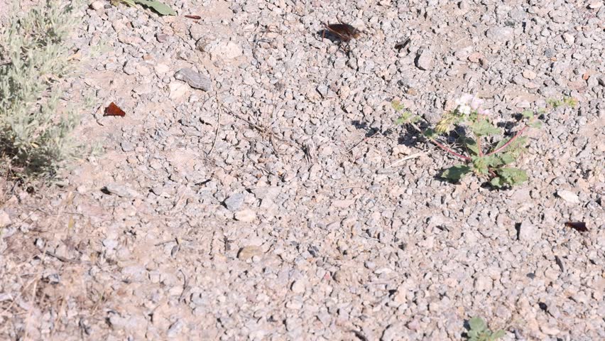 Large male and female mormon crickets speed across the desert during a migration.