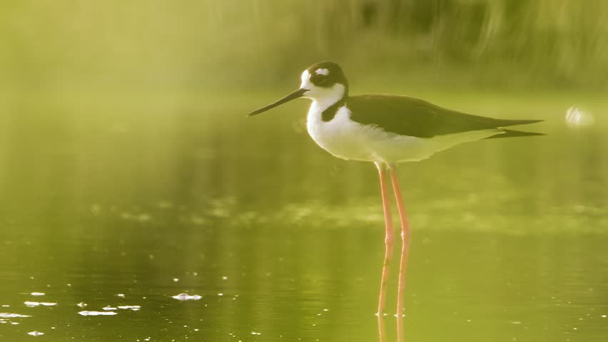 Black-necked stilt cleaning its feathers under its wing. Telephoto with foliage foreground