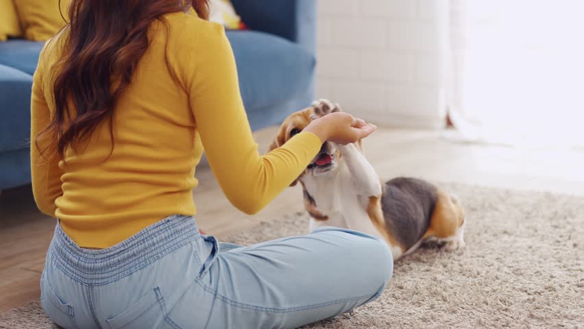 Asian young woman playing with her beagle dog in living room at home. Attractive owner girl feel happy and relax, enjoy spend leisure time and practice her lovely pet puppy doing turn around in house.