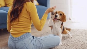 Asian young woman playing with her beagle dog in living room at home. Attractive owner girl feel happy and relax, enjoy spend leisure time and practice her lovely pet puppy doing turn around in house. - Powered by Shutterstock - Get 15% off with code: PIKWIZARD15