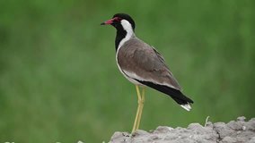 beautiful closeup picture of lapwing in blur green background, The red-wattled lapwing is an Asian lapwing or large plover, a wader in the family Charadriidae