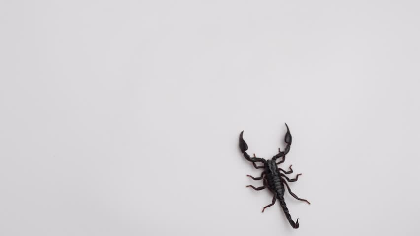 Baby Emperor Scorpion on white background.