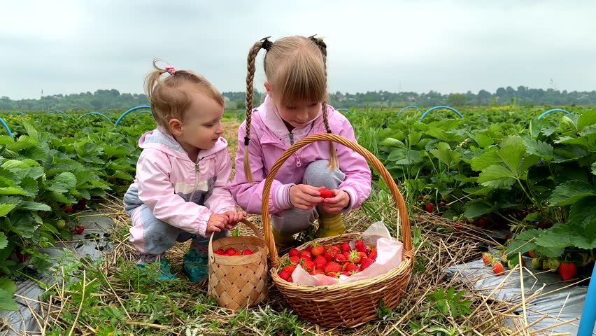 cute sisters gather strawberry at the farm harvest Royalty-Free Stock Footage #1106304941