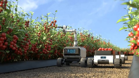 Robot is picking tomatoes in a tomato garden, Agricultural robots work in smart farms, Smart agriculture farming concept. Video de stock