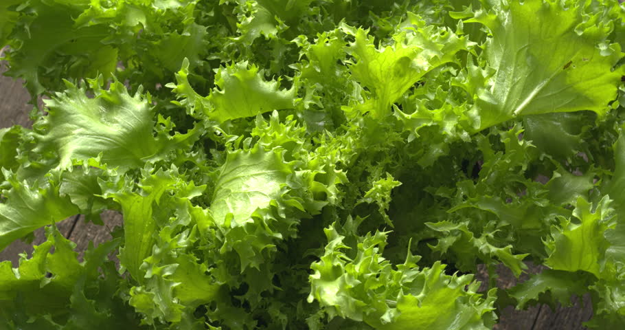 Curly endive (Cichorium endivia) also known as frisee. Fresh leafy vegetable background. Table spin.