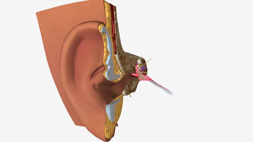 A middle-ear infection is an infection behind your eardrum . Royalty-Free Stock Footage #1106310603