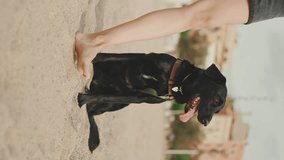VERTICAL VIDEO: Black dog sits next to girl on the sand on the beach on modern building background