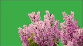lilac flowers on a green screen 