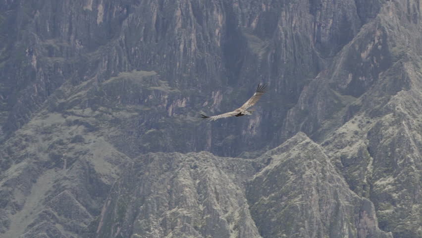 Andean condor, Vultur gryphus, the largest flying birds in the world, majestically soaring over the Colca Canyon in Peru, the deepest gorge on the planet.