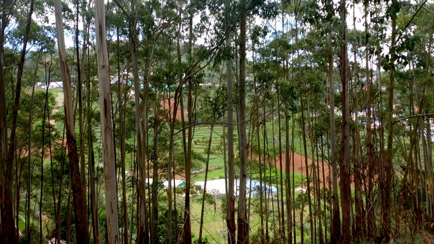 Nilgiri Forest View, Shot From Running Train, Nilgiri Mountains, Coonoor Ooty Tourist place South India 