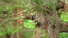 4K video with an Eurasian three-toed woodpecker male bird (Picoides tridactylus in Latin) eating from the bark of a tree. Beautiful mountain birds in nature.