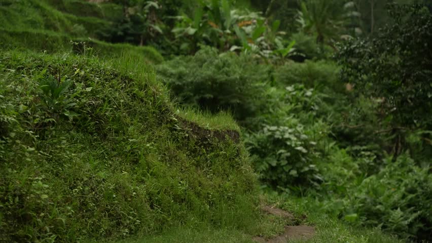 Attractive young blond female walking towards the camera in the rice terrace and rice fields looking around taking in the surrounding green environment in Ubud Bali Indonesia
