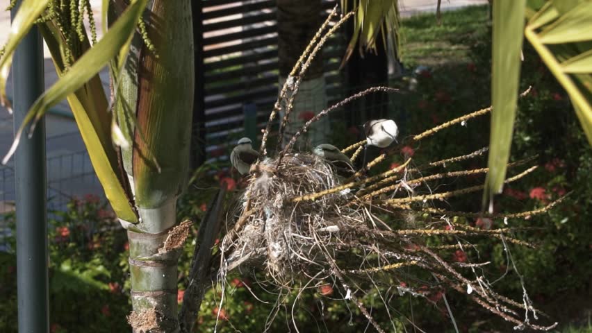 Mother bird jumping around her nest built on a exotic tropical palm tree with two babies waiting for food in the state of Pernambuco in Northeastern Brazil on a warm sunny summer day