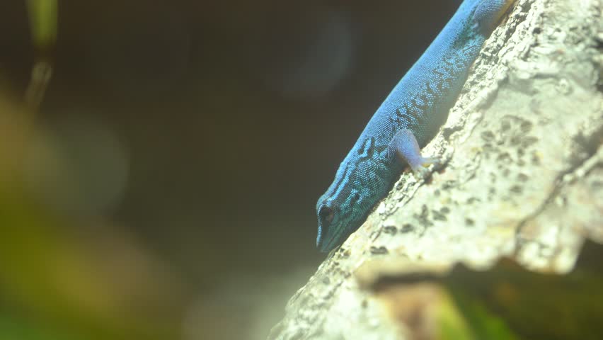 Critically Endangered Lygodactylus williamsi, Electric Turquoise Dwarf Qecko on Tree Bark Royalty-Free Stock Footage #1106325533