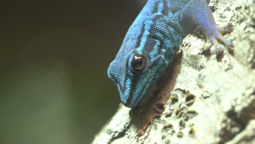 Close Up Shot of Critically Endangered African Electric Turquoise Dwarf Gecko Royalty-Free Stock Footage #1106325971