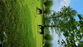 Horses at green pastures of horse farms, vertical video background.