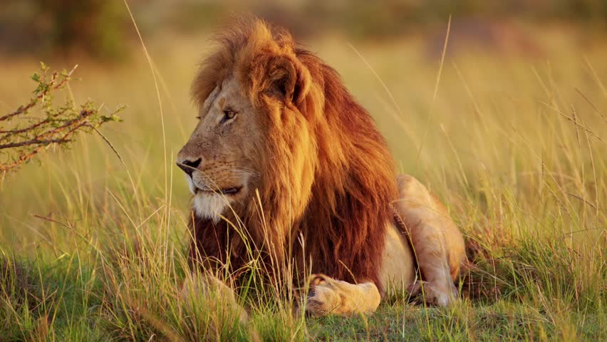 Male lion with Big Mane in Beautiful Golden Sun Light, African Wildlife Animal in Maasai Mara, Kenya on Africa Safari, Close Up Portrait from Low Angle Lying on Ground in Masai Mara National Reserve