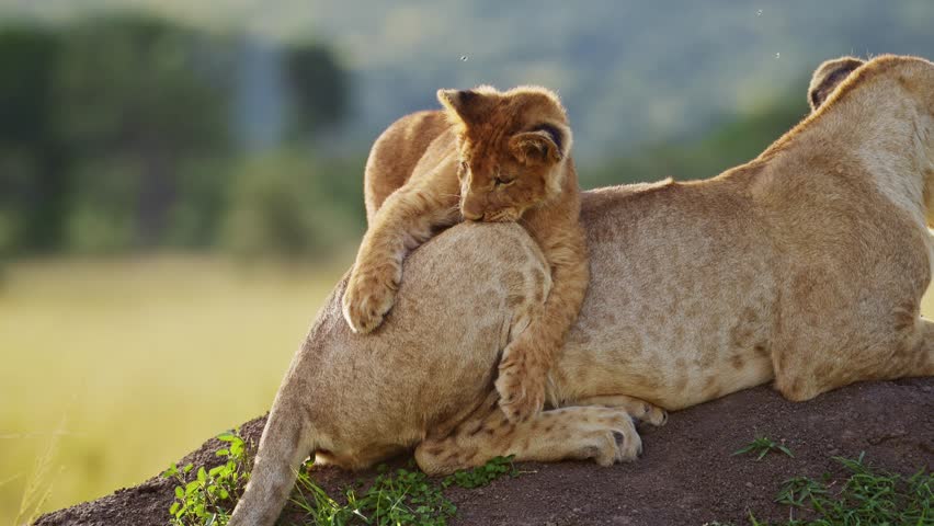 Funny Baby Animals, Cute Lion Cub Playing with Lioness Mother in Africa in Maasai Mara, Kenya, Pouncing on Tail of Mum on African Wildlife Safari, Close Up Shot of Amazing Animal Behavior Royalty-Free Stock Footage #1106330071