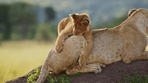 Funny Baby Animals, Cute Lion Cub Playing with Lioness Mother in Africa in Maasai Mara, Kenya, Pouncing on Tail of Mum on African Wildlife Safari, Close Up Shot of Amazing Animal Behavior: stockvideo