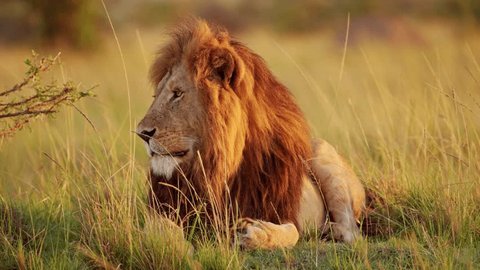 Slow Motion of Male lion, Africa Wildlife Animal in Maasai Mara National Reserve in Kenya on African Safari, Close Up Portrait in Masai Mara, Beautiful Portrait with Big Mane in Morning Sunlight ஸ்டாக் வீடியோ