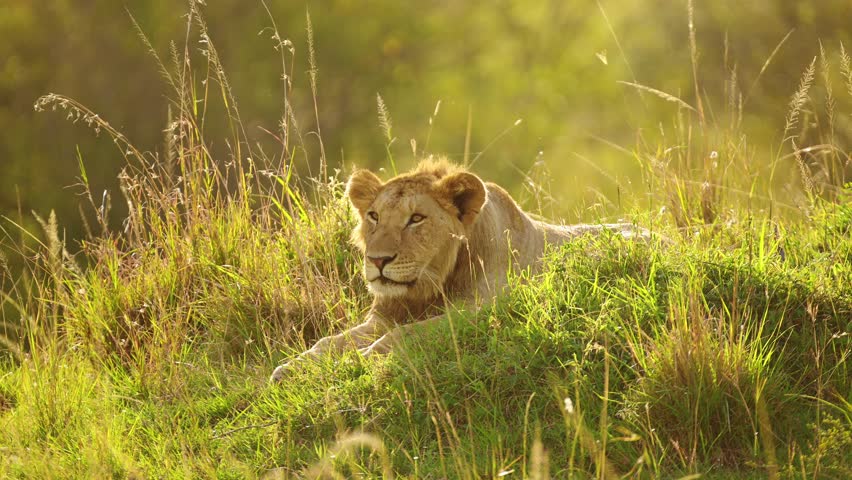 Young male lion resting on grassy mound in low light as sun goes down, tired yawn resting, Big 5 five African Wildlife in Maasai Mara National Reserve, Kenya