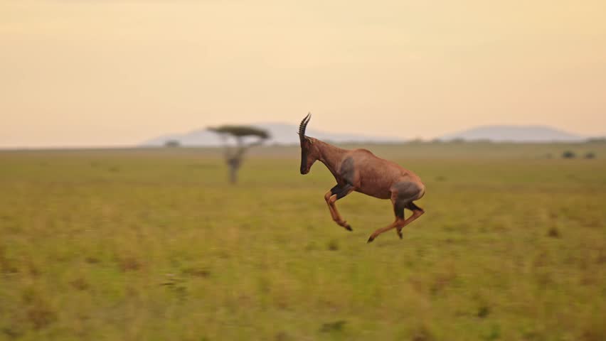 Slow Motion of Topi Running Away, Jumping and Leaping, African Safari Wildlife Animal in Savanna Landscape, Happy Positive Excited Excitable Animals, Hope for Conservation in Maasai Mara Royalty-Free Stock Footage #1106330299