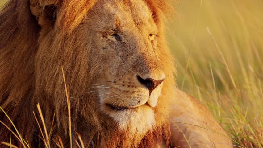 Male lion, Africa Wildlife Animal in Maasai Mara National Reserve in Kenya on African Safari, Close Up Portrait in Masai Mara, Beautiful Portrait with Big Mane in Morning Sun Light Sunrise Sunlight Royalty-Free Stock Footage #1106330323