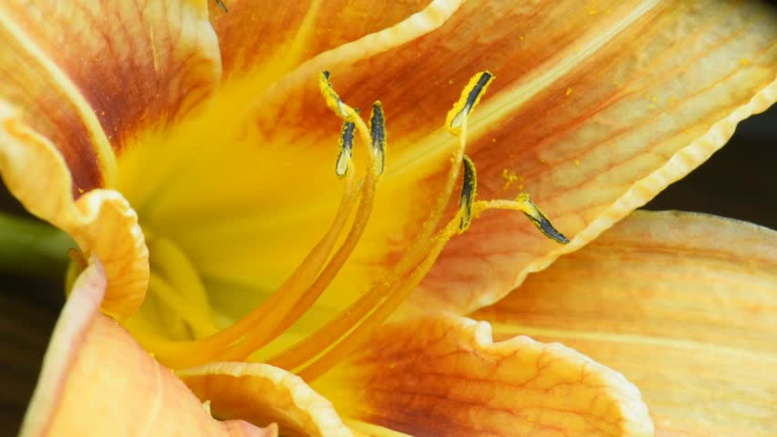 yellow and orange flower close-up, large petals and expressive botanical texture. Royalty-Free Stock Footage #1106330703