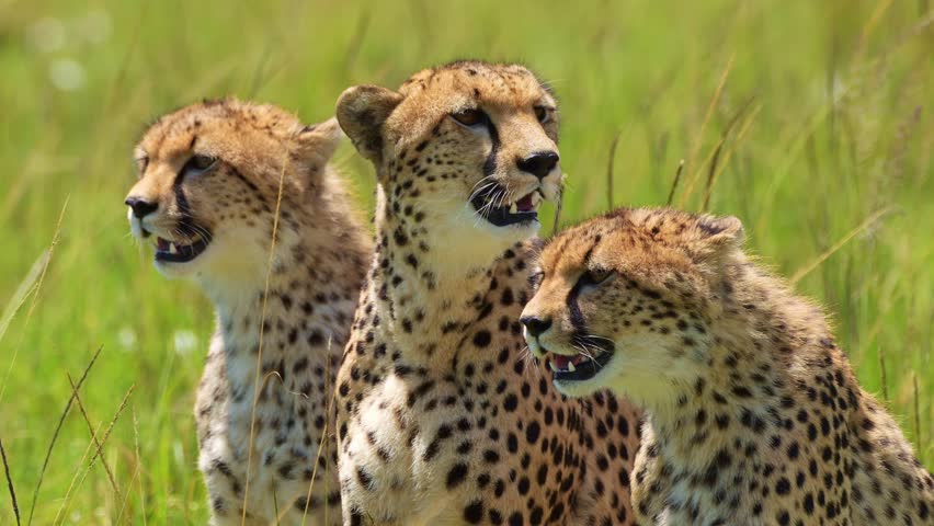 Slow Motion Shot of Group of Cheetahs together breathing heavily on luscious african plain, panting in bright sunshine , African Wildlife in Maasai Mara, Kenya, Africa Safari Animals in Masai Mara | Shutterstock HD Video #1106333641