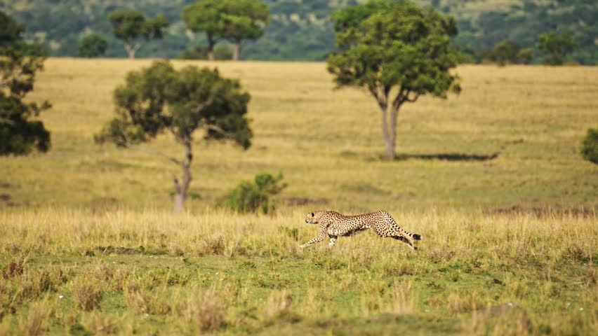 Cheetah Running Fast, Hunting on a Hunt Chasing Prey, African Wildlife Safari Animals in Masai Mara, Kenya, Africa Savanna in Maasai Mara, Amazing Nature Animal Behaviour and Beautiful Encounter Royalty-Free Stock Footage #1106333649