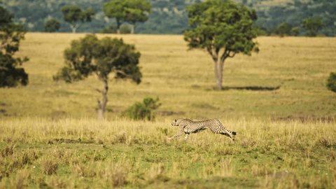 Cheetah Running Fast, Hunting on a Hunt Chasing Prey, African Wildlife Safari Animals in Masai Mara, Kenya, Africa Savanna in Maasai Mara, Amazing Nature Animal Behaviour and Beautiful Encounter Adlı Stok Video