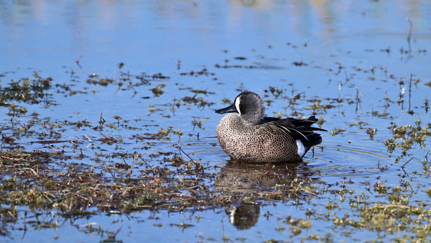 Blue-winged teal (Anas discors) male cleaning feathers while standing in shallow waters