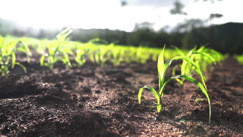 green leaves young corn sprouts, farm field corn sprout dawn, young corn stalks, green leaves plant sunset farm field, agriculture business, soil industry climate growing healthy food, 4k footage. Royalty-Free Stock Footage #1106334265