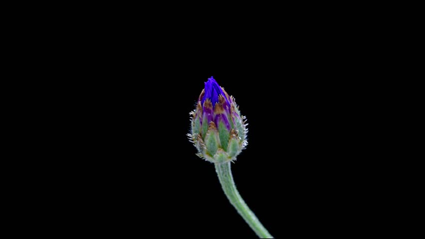 cornflower (Centaurea cyanus) blossom opening time lapse Royalty-Free Stock Footage #1106339203