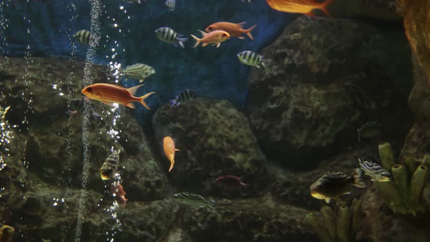 Labidochromis caeruleus yellow in the aquarium | Shutterstock HD Video #1106340919