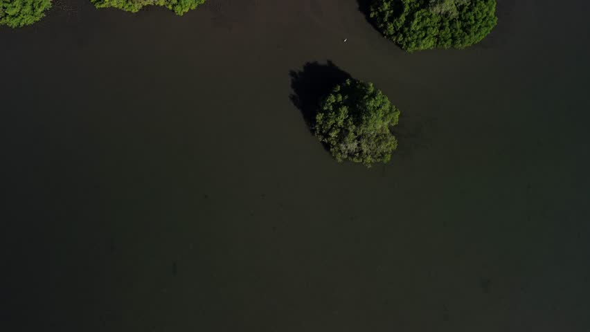 Aerial view of the evergreen mangroves. Green forest with lush foliage, white bird top view. Environmental protection, protection of nature and resources.