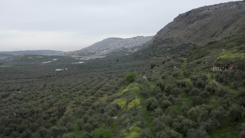 Olives in the valley, Upper Galilee, Israel, Aerial
Drone view over Olives in the valley, 2023 
 Royalty-Free Stock Footage #1106343283