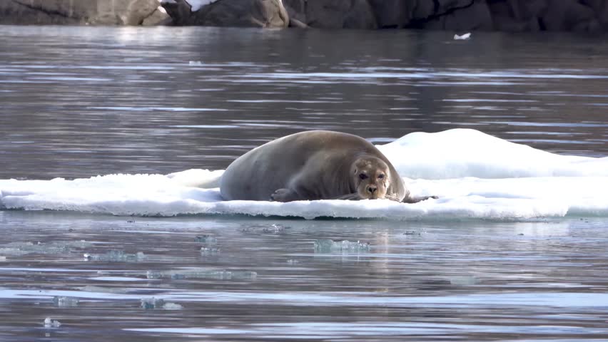 Bearded seal resting on an ice floe, Svalbard, 2023
Bearded seal   wildlife, Svalbard, 2023
