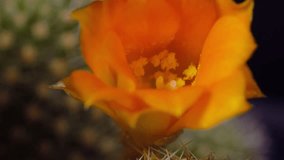 Time lapse video of a closeup of an orange cactus flower.