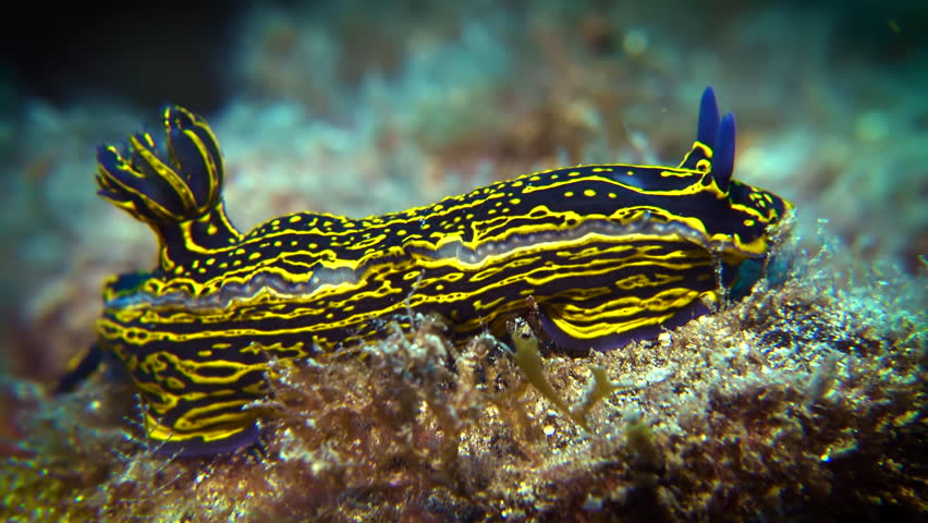 A colorful small nudibranch extreme close-up view in full frame during muck diving Royalty-Free Stock Footage #1106352069