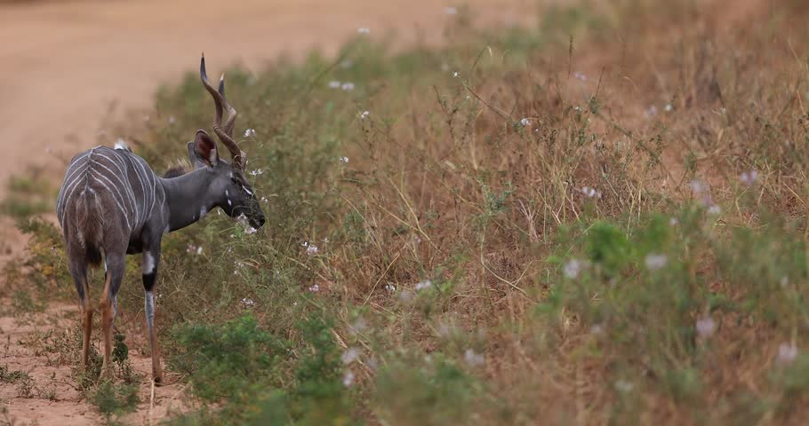A lesser kudu eats plants in the savannah