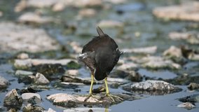 beautiful video of common moorhen with details of wings, The common moorhen, also known as the waterhen or swamp chicken, is a bird species in the rail family