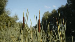 Thickets of cattail sway in wind in sunlight in swampy forest backwater among deciduous trees. Summer day with blue sky by pond with clear air, no people. - Powered by Shutterstock - Get 15% off with code: PIKWIZARD15