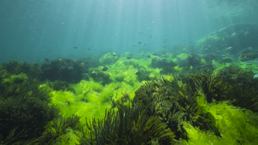 Green seaweed underwater with sunlight and shoal of fish, natural seascape in the Atlantic ocean, Spain, Galicia, Rias Baixas Royalty-Free Stock Footage #1106355925